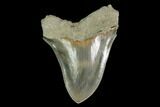 Serrated, Fossil Megalodon Tooth - Indonesia #149830-1